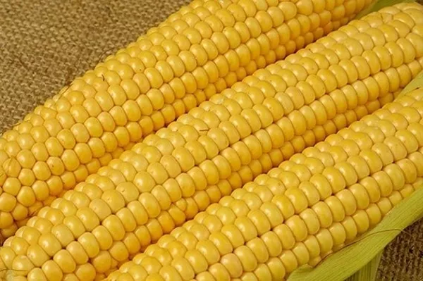 Кукуруза на экспорт