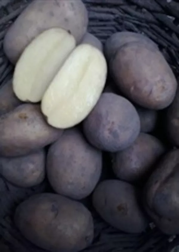 Картофель оптом от фермерского хозяйства